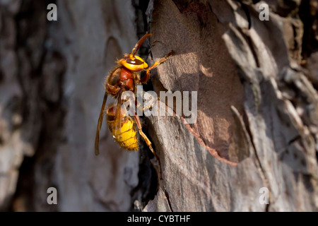 Travailleur Hornet (Vespa crabro) escalade pin. Surrey, UK. Banque D'Images