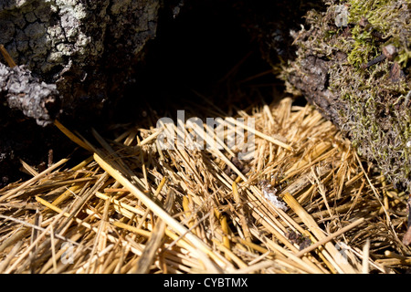 Vole les latrines et l'herbe coupée à l'entrée des terriers. Surrey, UK. Banque D'Images