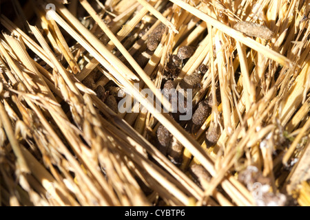 Vole les latrines et l'herbe coupée à l'entrée des terriers. Surrey, UK. Banque D'Images