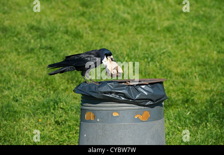 Tour sur poubelle à la recherche de nourriture Banque D'Images