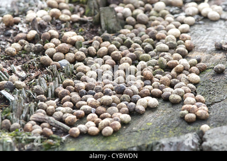 Lapin (Oryctolagus cuniculus) crottes sur souche d'arbre. Surrey, UK. Banque D'Images