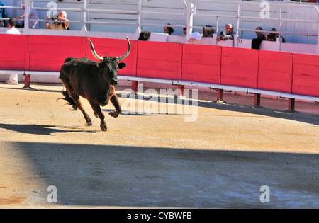 La charge du taureau dans l'arène d'Arles avant une corrida au cours de la Fete des Gardians, Arles, Provence, France Banque D'Images