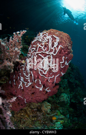 Un grand baril éponge (Xenospongia sp.) a beaucoup de petits concombres de mer blanche attachée dans une relation symbiotique. Banque D'Images