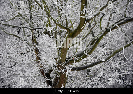 Arbre couvert de givre Banque D'Images