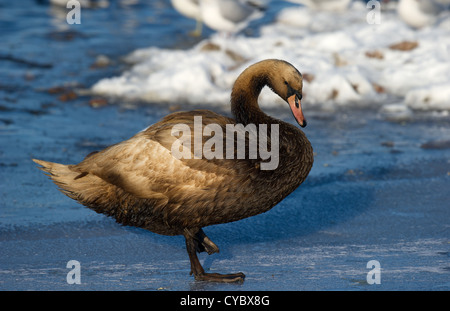 Cygne muet couvertes d'huile Banque D'Images