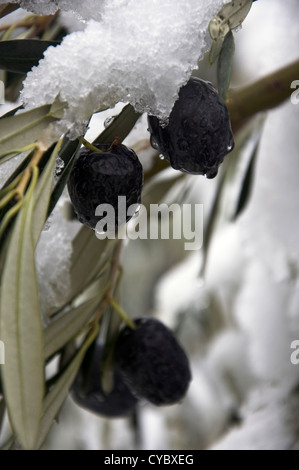 Des olives mûres sur des branche d'un olivier (Grèce) Banque D'Images