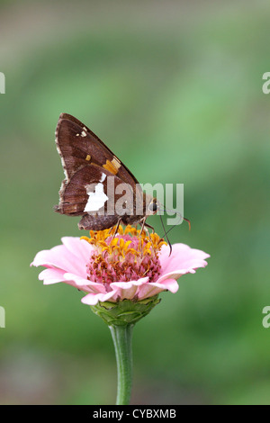 Silver-spotted skipper sur zinnia Banque D'Images