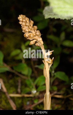 Nid d'oiseau Neottia nidus, orchidée-avis, jeune pousse Banque D'Images