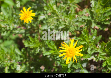 Fleurs jaunes Banque D'Images