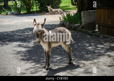 Donkey foal et Jenny ou mare Banque D'Images