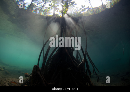 Un arbre de la mangrove pousse dans les eaux peu profondes, où il doit faire face à l'évolution des températures, salinité, la profondeur de l'eau, et plus encore. Banque D'Images