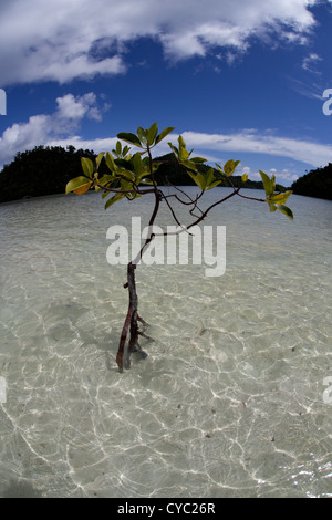 Un arbre de la mangrove pousse dans les eaux peu profondes, où il doit faire face à l'évolution des températures, salinité, la profondeur de l'eau, et plus encore. Banque D'Images