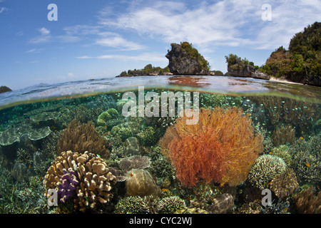 Des coraux durs et mous en concurrence avec gorgones pour l'espace pour grandir et de l'alimentation sur un récif peu profond à proximité d'un ensemble d'îles calcaires. Banque D'Images