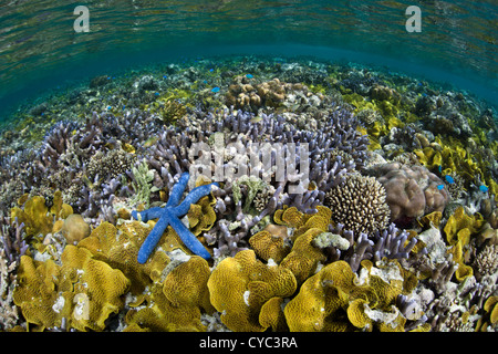 Un Linkia laevigata seastar, bleu, se trouve sur un récif peu profond qui est couvert par l'coraux bâtisseurs. Banque D'Images