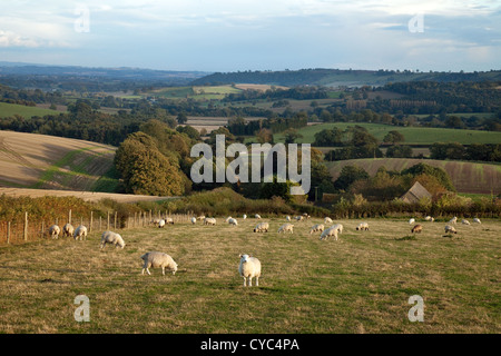 Agriculture britannique ; élevage de moutons dans une ferme près de Shrewsbury, exemple d'agriculture au Royaume-Uni, Shropshire au Royaume-Uni Banque D'Images