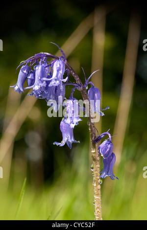 Bluebell communs trouvés dans british woodland (Hyacinthoides non-scripta) Banque D'Images