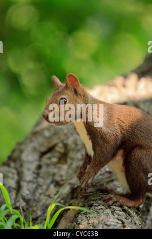 Hokkaido japonais Écureuil roux (Sciurus vulgaris) Orientis sur Mt Maruyama, près du centre de Sapporo, Hokkaido, Japon. Banque D'Images