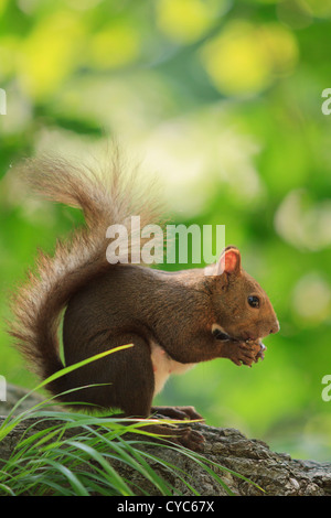 Hokkaido japonais Écureuil roux (Sciurus vulgaris) Orientis sur Mt Maruyama, près du centre de Sapporo, Hokkaido, Japon. Banque D'Images