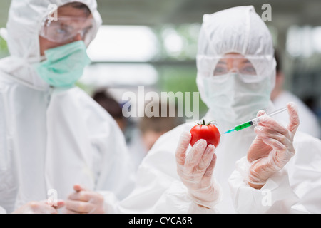 Student injecting tomato avec un liquide vert dans un autre laboratoire est à regarder Banque D'Images