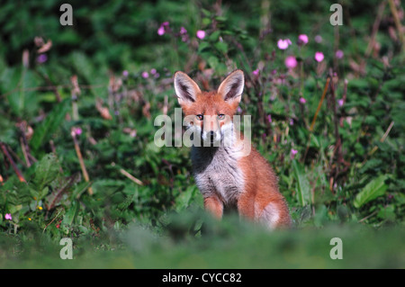 Un renard roux assis en face d'un bouquet de fleurs rouges campion UK Banque D'Images