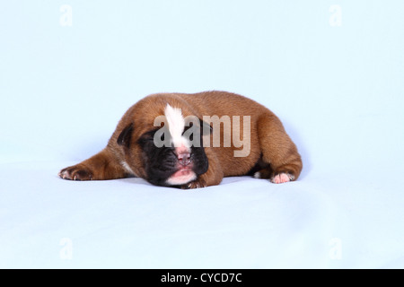 Chiot Boxer allemand Banque D'Images