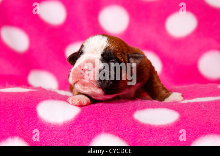 Chiot Boxer allemand Banque D'Images