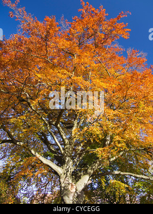 Couleurs d'automne luminescents d'un arbre dans les champs de l'abbaye, Abingdon-on-Thames 2 Banque D'Images