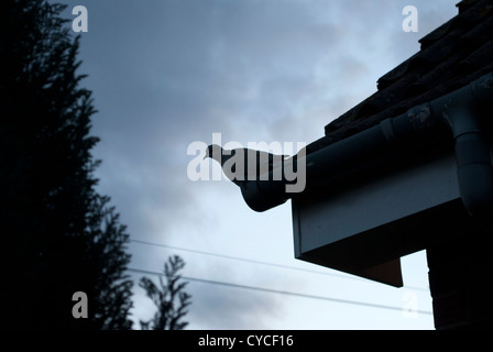 Tête assis dans une gouttière sur le bord d'un toit découpé sur un ciel pâle au coucher du soleil Banque D'Images