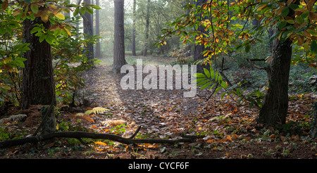 Fin d'après-midi Cours d'eau à travers les arbres sur la commune Ockham, Surrey Banque D'Images