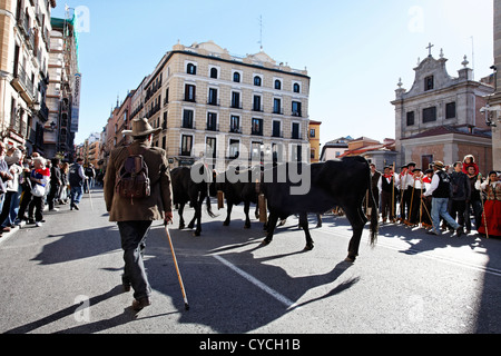 Les animaux sont entassés dans le cœur de Madrid, en Espagne, au cours de l'assemblée annuelle du festival Trashumancia Banque D'Images