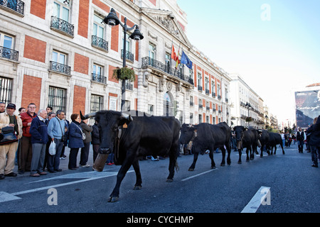 Les animaux sont entassés dans le cœur de Madrid, en Espagne, au cours de l'assemblée annuelle du festival Trashumancia Banque D'Images