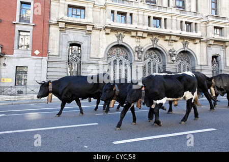 Les animaux sont entassés dans le cœur de Madrid, en Espagne, au cours de l'assemblée annuelle du festival Trashumancia Banque D'Images