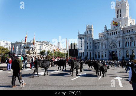 Les animaux sont entassés dans le cœur de Madrid, en Espagne, au cours de l'assemblée annuelle du festival Trashumancia Banque D'Images