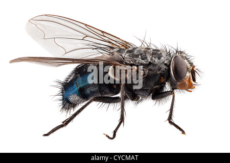 Bouteille Bleue espèce de mouche calliphora vomitoria Banque D'Images