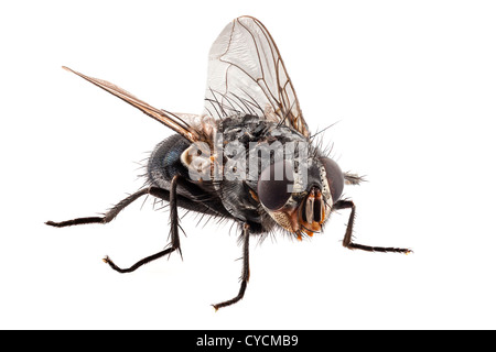 Bouteille Bleue espèce de mouche calliphora vomitoria Banque D'Images