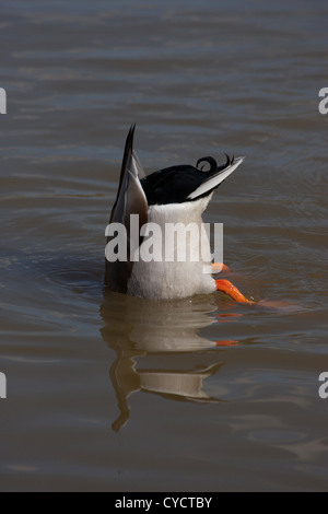 Anas platyrhynchos Canard colvert mâle à l'envers dans l'eau d'alimentation Banque D'Images