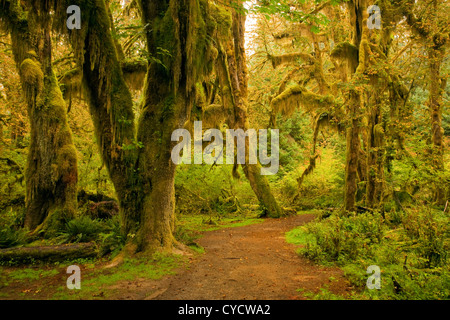 WA04926-00...WASHINGTON - Sentier à travers le hall de mousses, dans le domaine de la forêt d'Hoh Olympic National Park. Banque D'Images