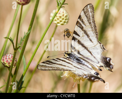 Iphiclides podalirius papillon du machaon rare avec son motif aile à rayures de tigre avec alimentation de bord bee France Banque D'Images