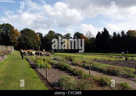 Les champs d'essai de l'Horticulture de RHS WISLEY. SURREY UK. Banque D'Images