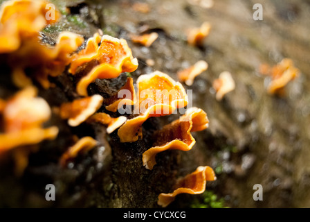 Un champignon pousse sur un arbre séquoia en décomposition. Banque D'Images