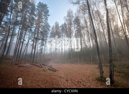 Le défrichement de la forêt d'automne, avec les journaux du matin brumeux Banque D'Images