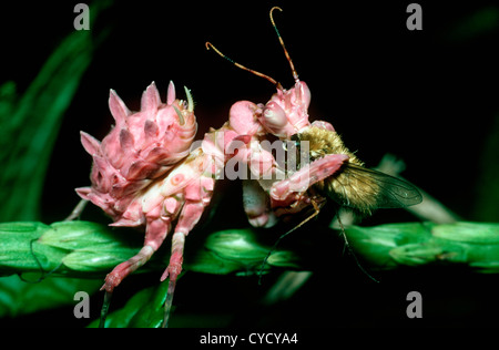 Une fleur mantis (Pseudocreobotra ocellata) nymphe se nourrissant d'une abeille voler en forêt tropicale sèche, Kenya Banque D'Images