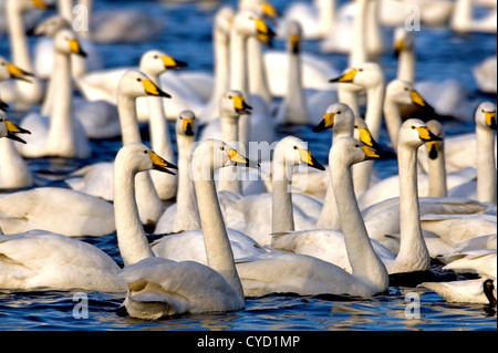 Cygne chanteur (Cygnus cygnus) Banque D'Images