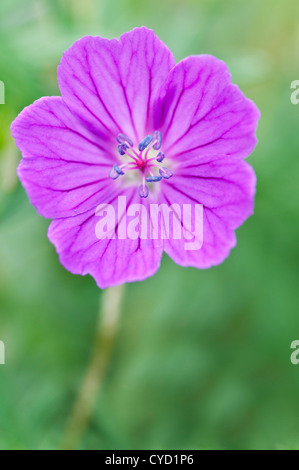 GERANIUM SANGUINEUM VIOLET VISION Banque D'Images