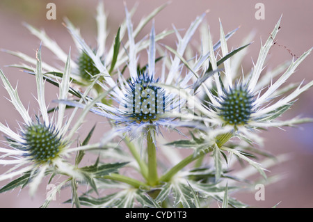 ERYNGIUM X ZABELII ULTRA FORNCETT Banque D'Images