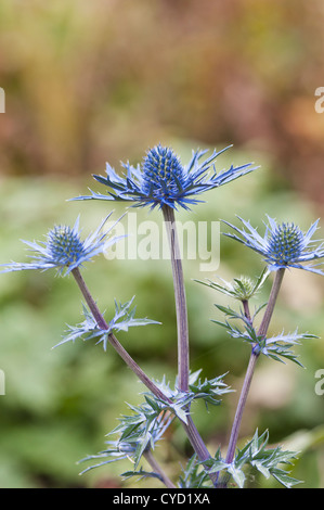 ERYNGIUM BLEU LAPIS Banque D'Images