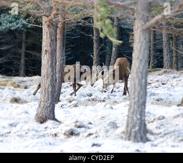 Les derniers jours du rutt dans les highlands écossais rouge deux chers cerfs aller tête à tête dans les collines couvertes de neige Banque D'Images