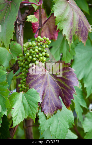 VITIS VINIFERA ROUGE SPETCHLEY Banque D'Images