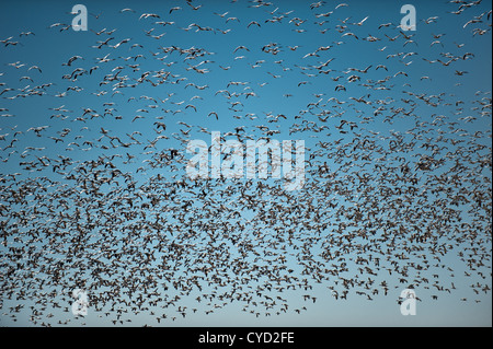 Un énorme troupeau de la migration des neiges foule le ciel à Bosque del Apache Wildlife Refuge au Nouveau Mexique. Banque D'Images