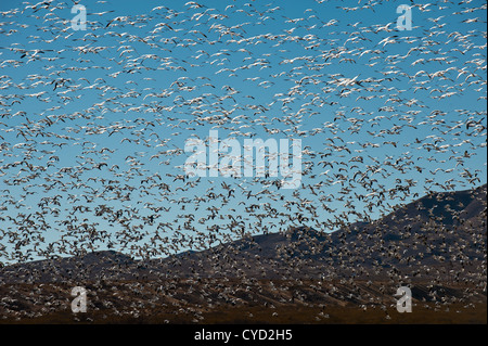 Un énorme troupeau de la migration des neiges foule le ciel à Bosque del Apache Wildlife Refuge au Nouveau Mexique. Banque D'Images